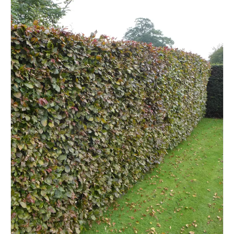 Fagus sylvatica ATROPUNICEA