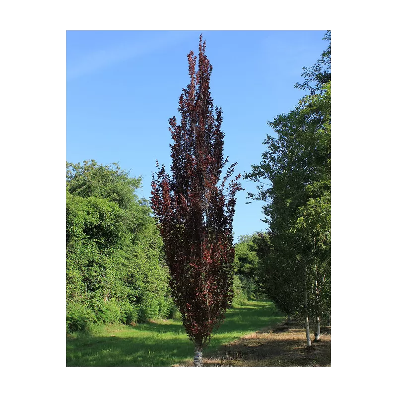 Fagus sylvatica DAWYCK PURPLE