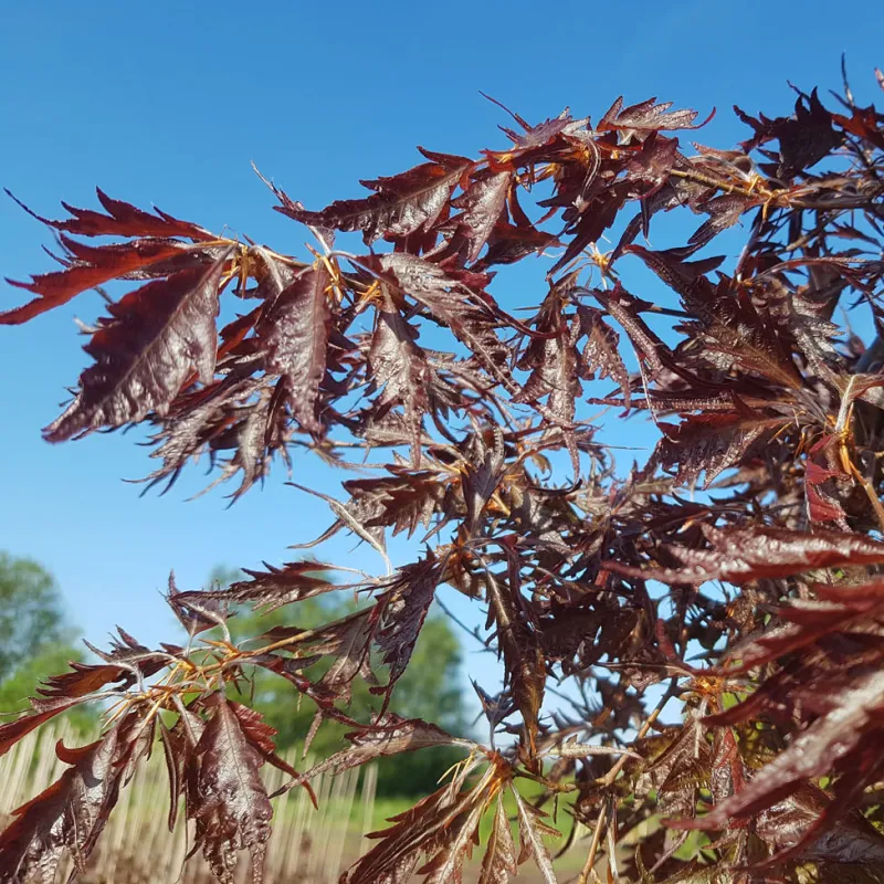 Fagus sylvatica MIDNIGHT FEATHER
