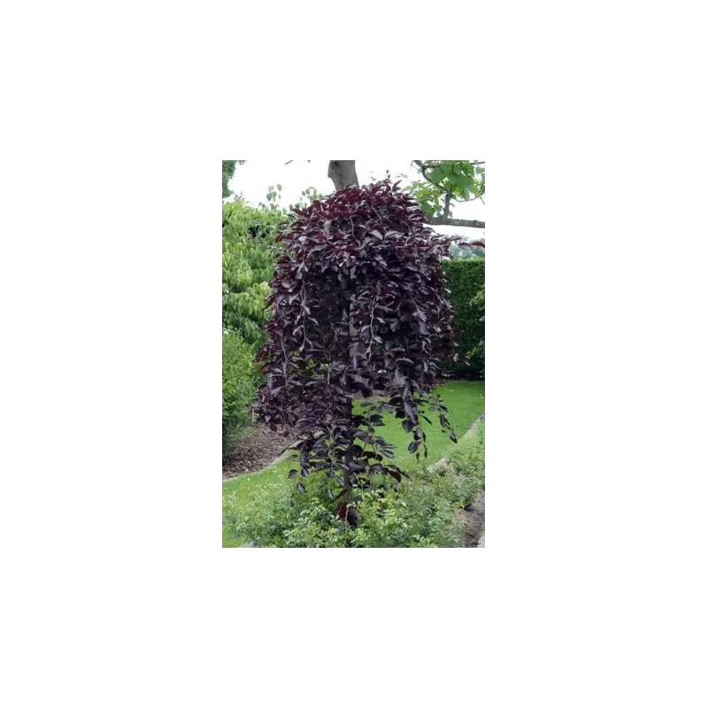 Fagus sylvatica PURPUREA PENDULA