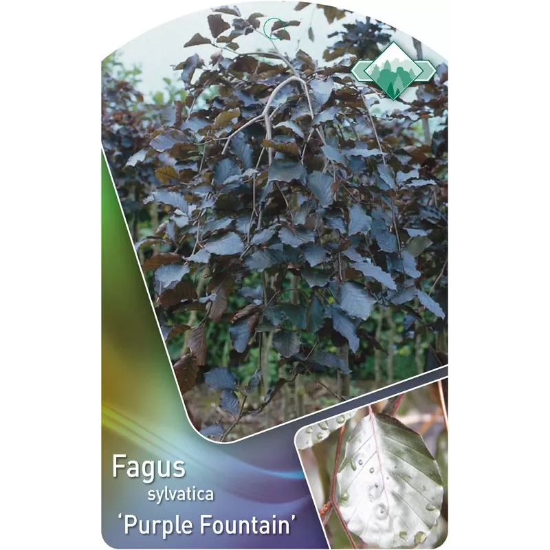 Fagus sylvatica PURPUREA PENDULA