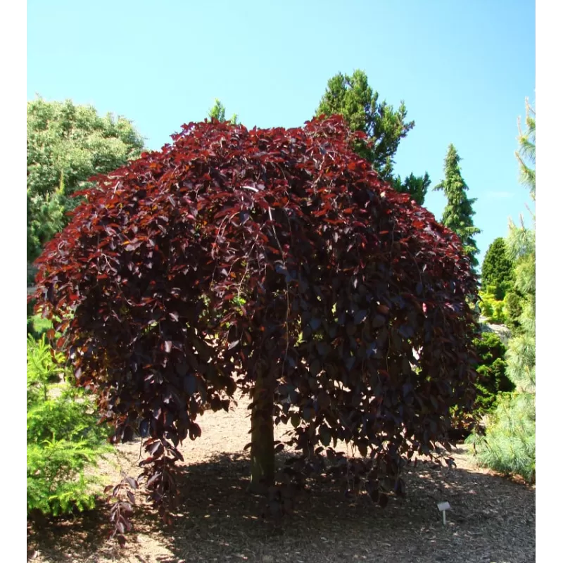 Fagus sylvatica PURPUREA PENDULA
