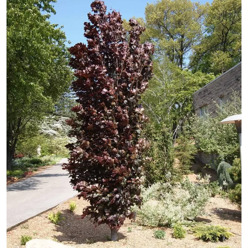 Fagus sylvatica ROHAN OBELISK