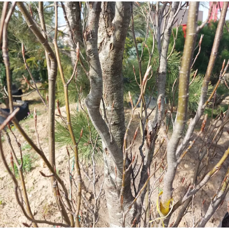 Fagus sylvatica ROHAN OBELISK