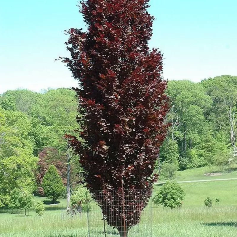 Fagus sylvatica ROHAN OBELISK
