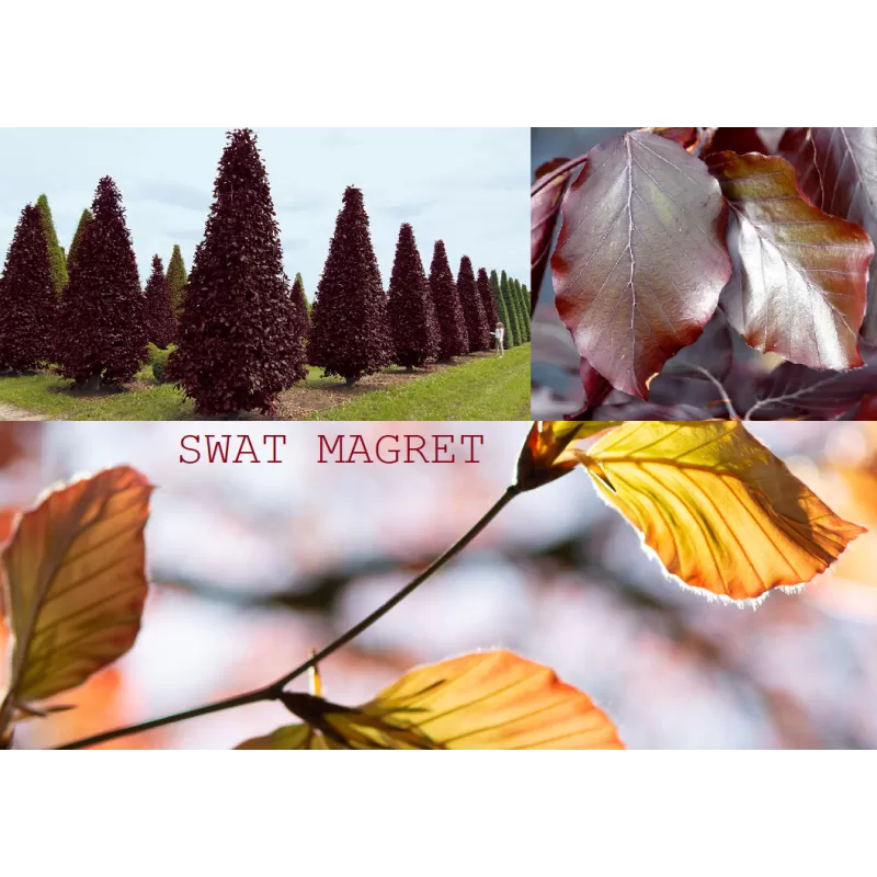 Fagus sylvatica SWAT MAGRET