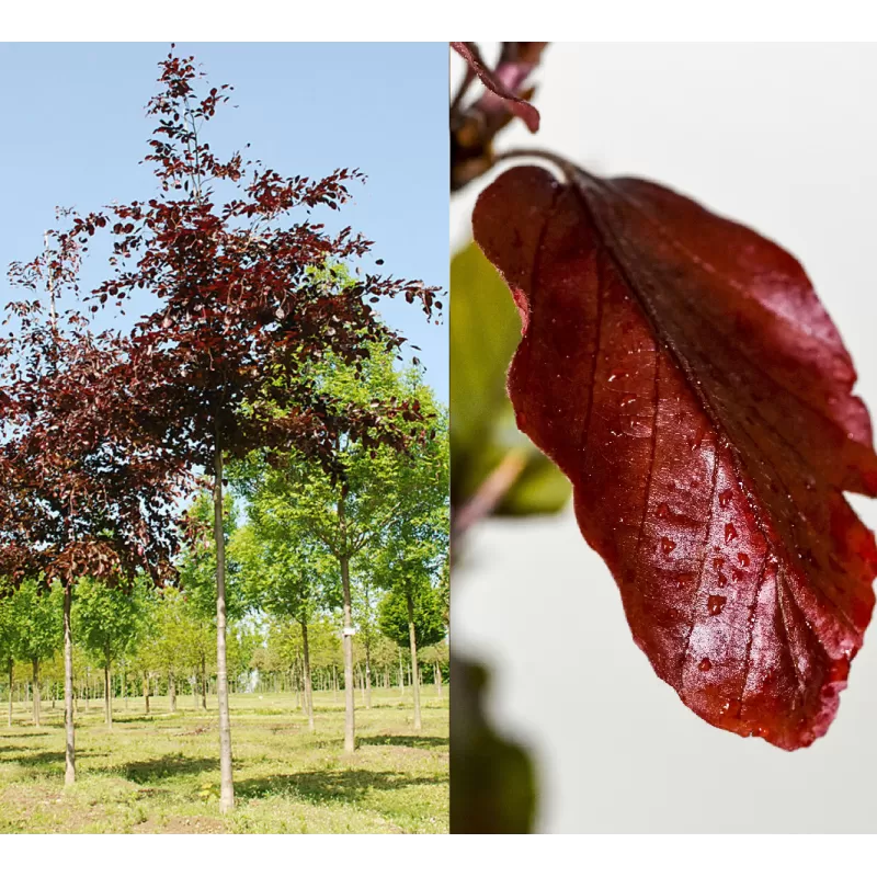 Fagus sylvatica SWAT MAGRET