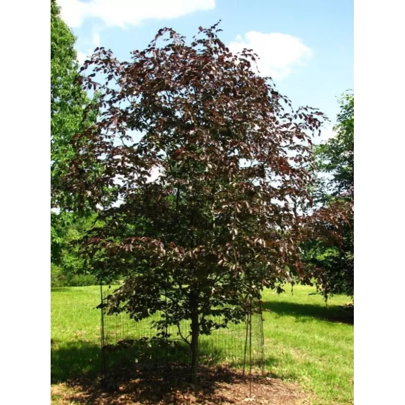 Fagus sylvatica SWAT MAGRET