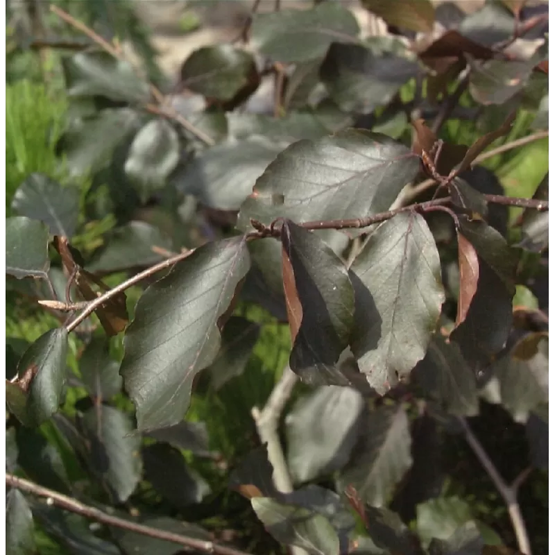 Fagus sylvatica SWAT MAGRET