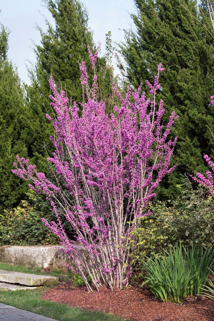 Chinese Redbud - Cercis chinensis