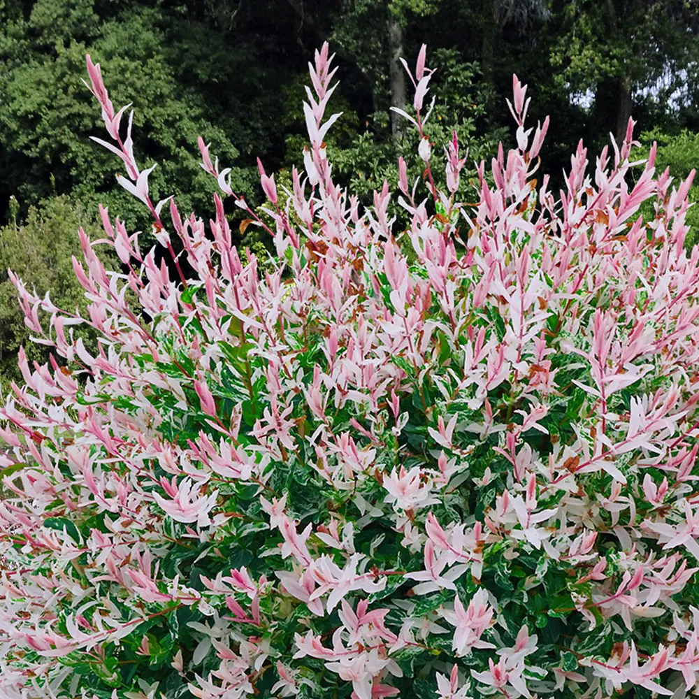Flamingo tree - Salix integra-FLAMINGO