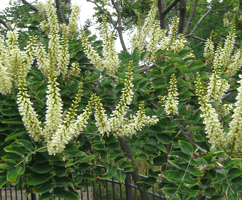 How to grow Amur Maackia (Maackia amurensis)