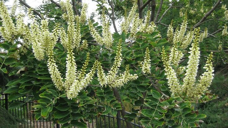 Amur maackia - Maackia amurensis