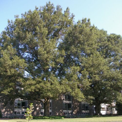 How to grow Swamp White Oak (Quercus bicolor)