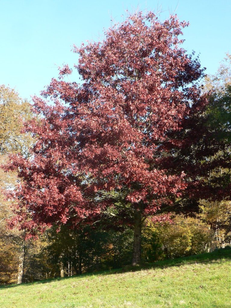 Scarlet Oak - Quercus coccinea