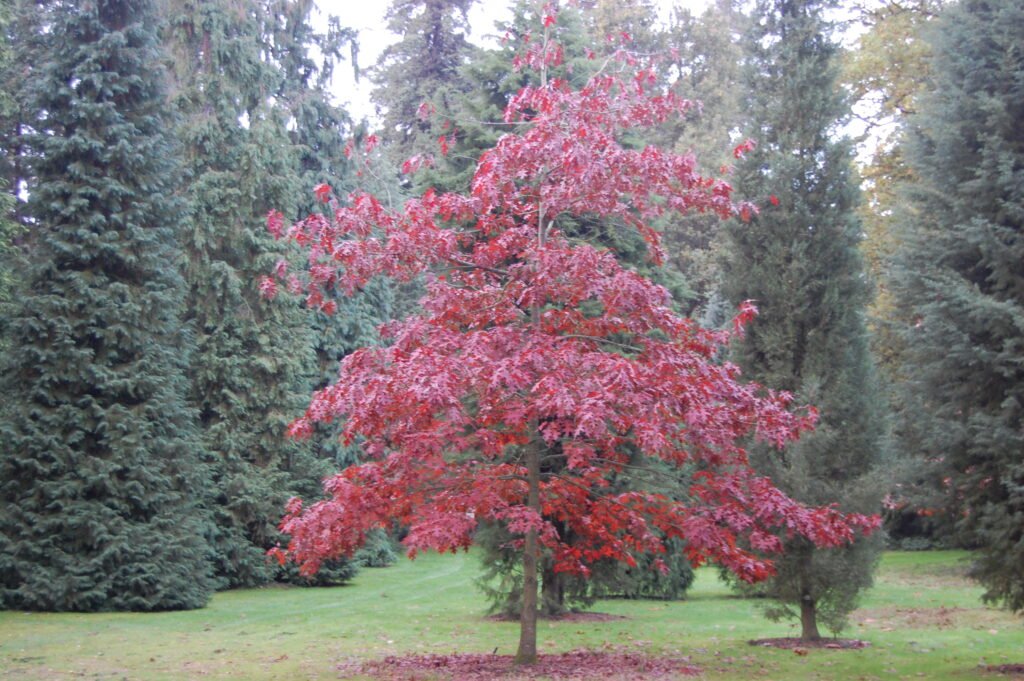 Scarlet Oak - Quercus coccinea