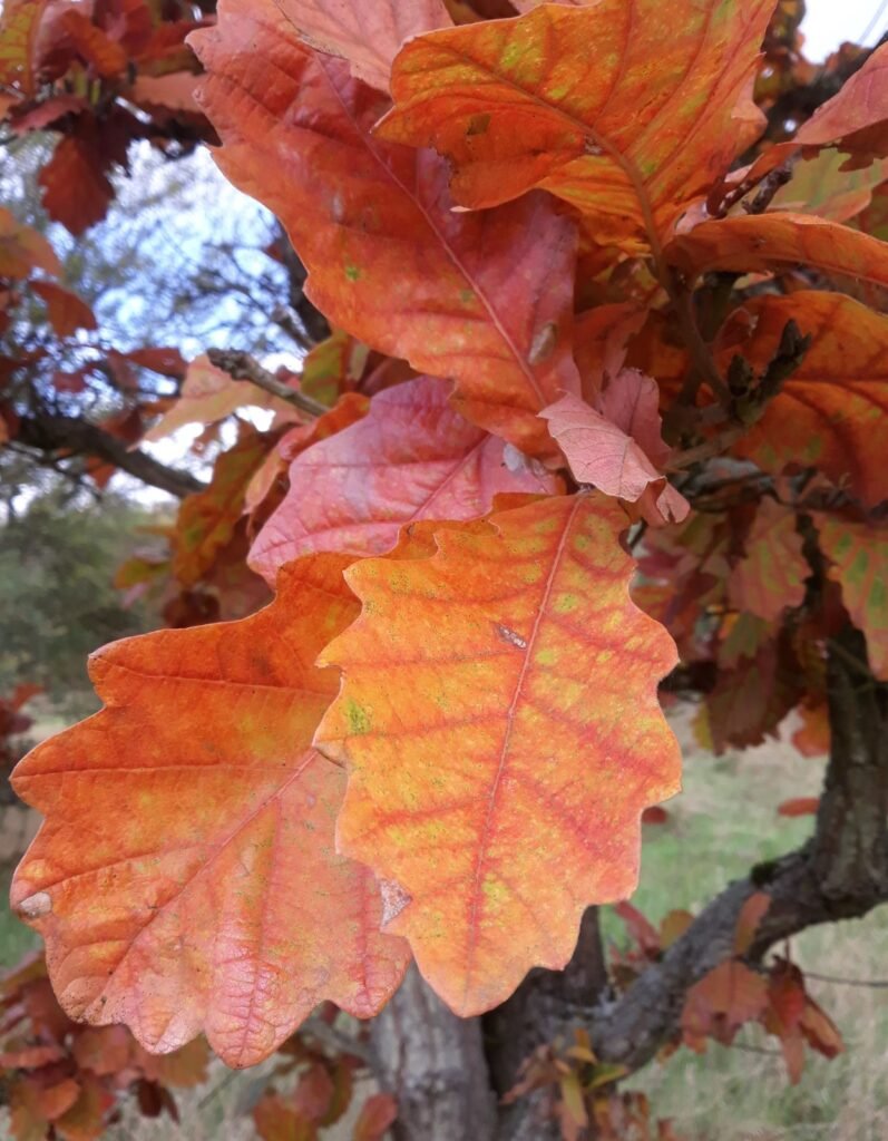 Japanese Emperor Oak - Quercus dentata