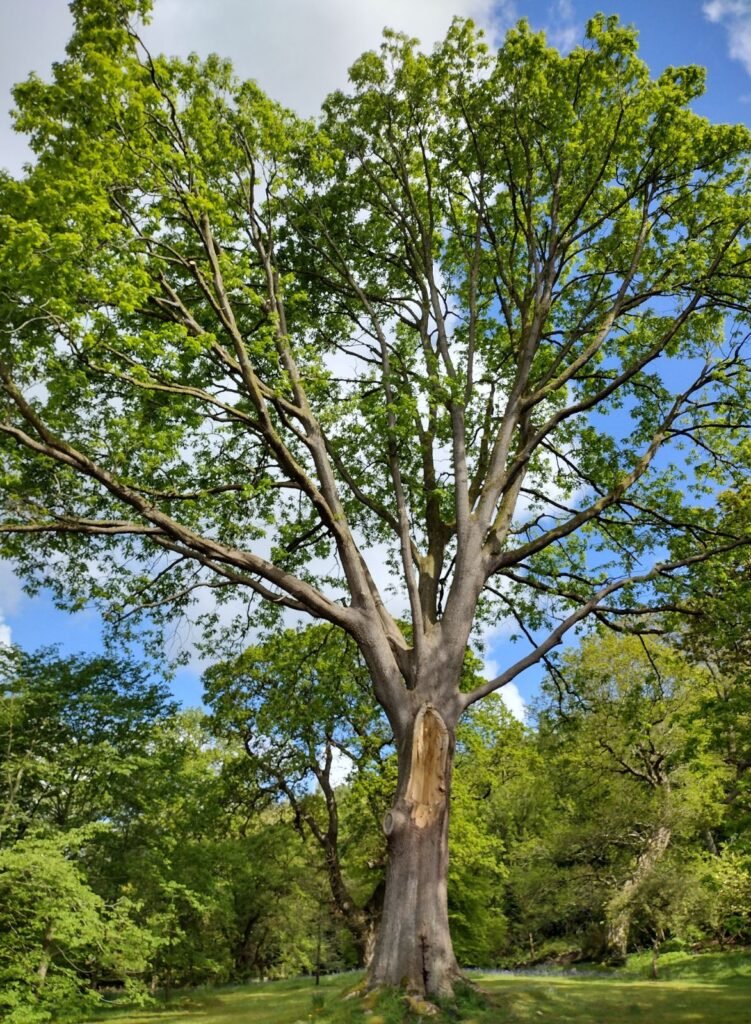 Hungarian Oak - Quercus frainetto