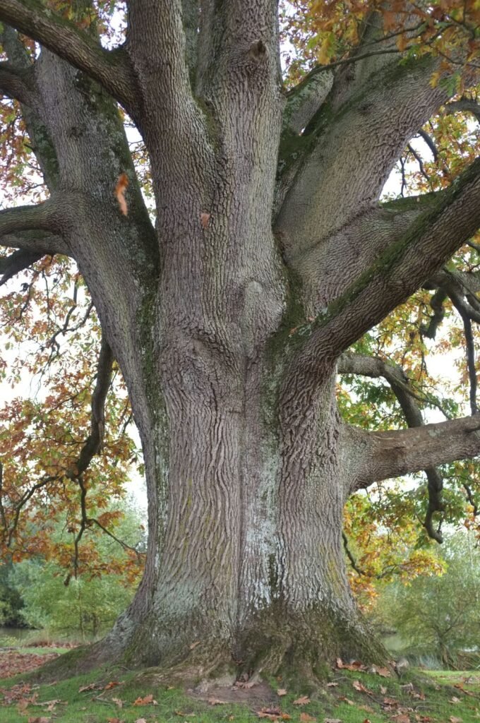 Hungarian Oak - Quercus frainetto
