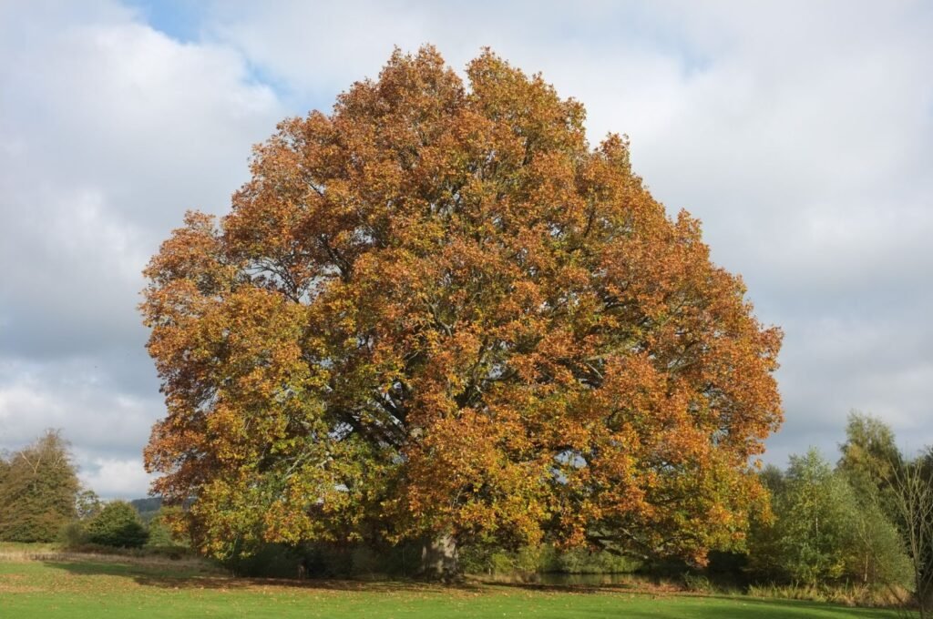 Hungarian Oak - Quercus frainetto