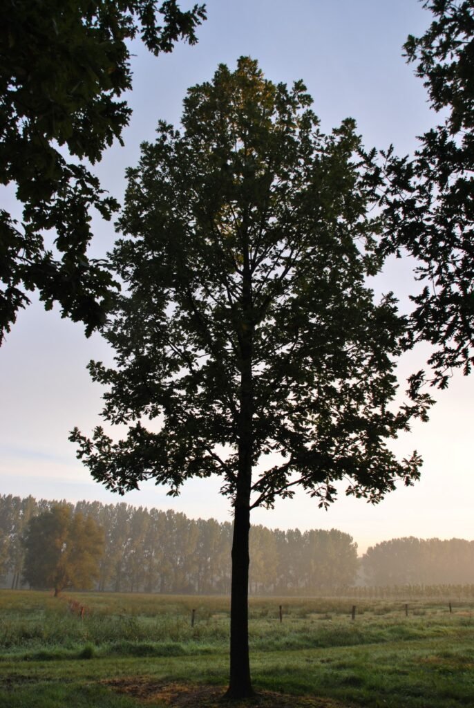 Hungarian Oak - Quercus frainetto