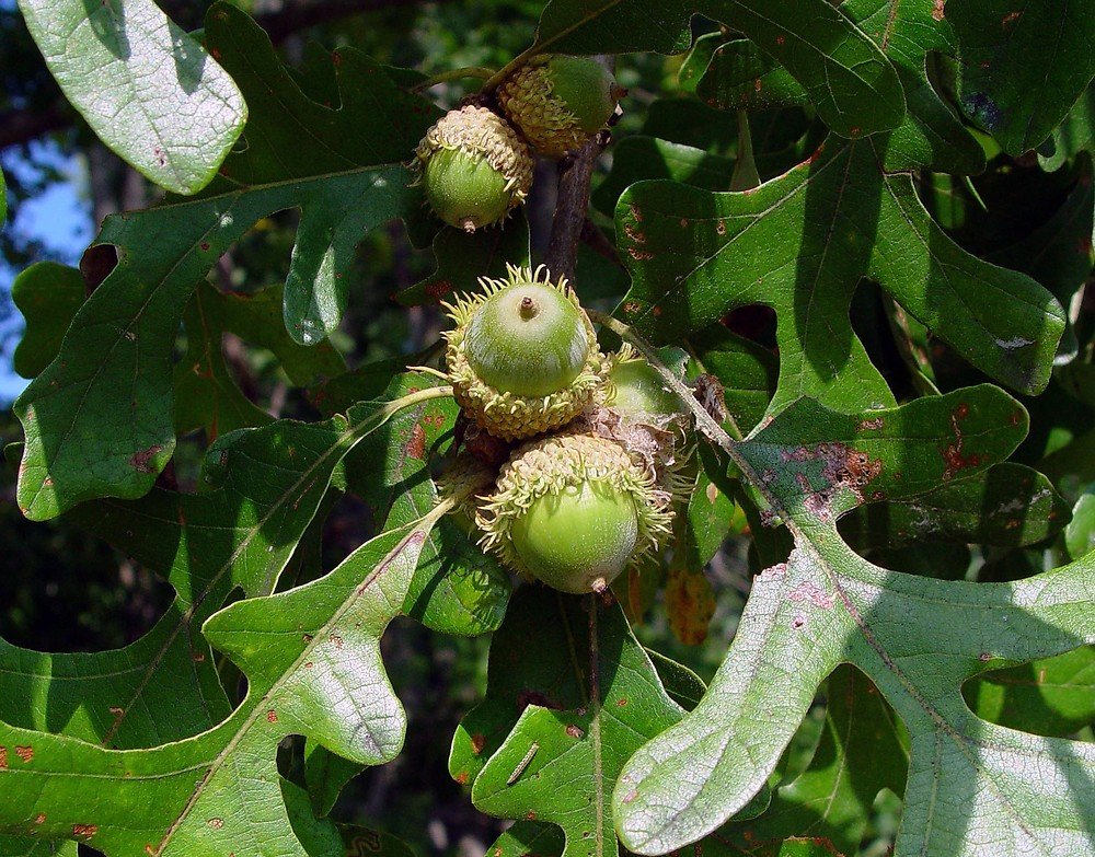Burr Oak - Quercus macrocarpa