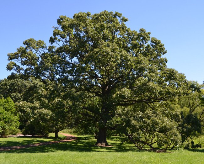 Burr Oak - Quercus macrocarpa