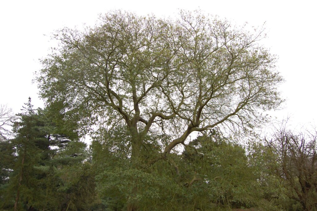 Water Oak - Quercus nigra