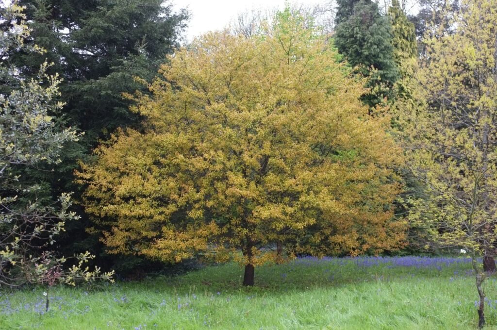 Water Oak - Quercus nigra