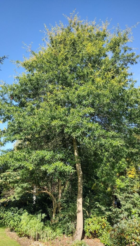 Water Oak - Quercus nigra
