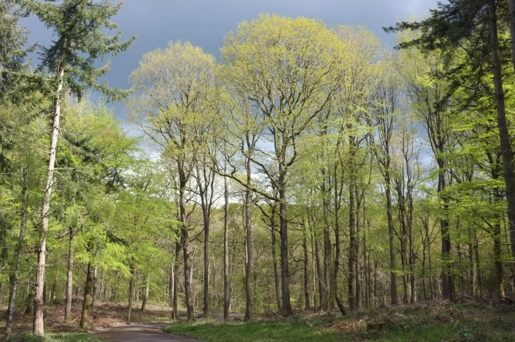 Sessile Oak - Quercus petraea
