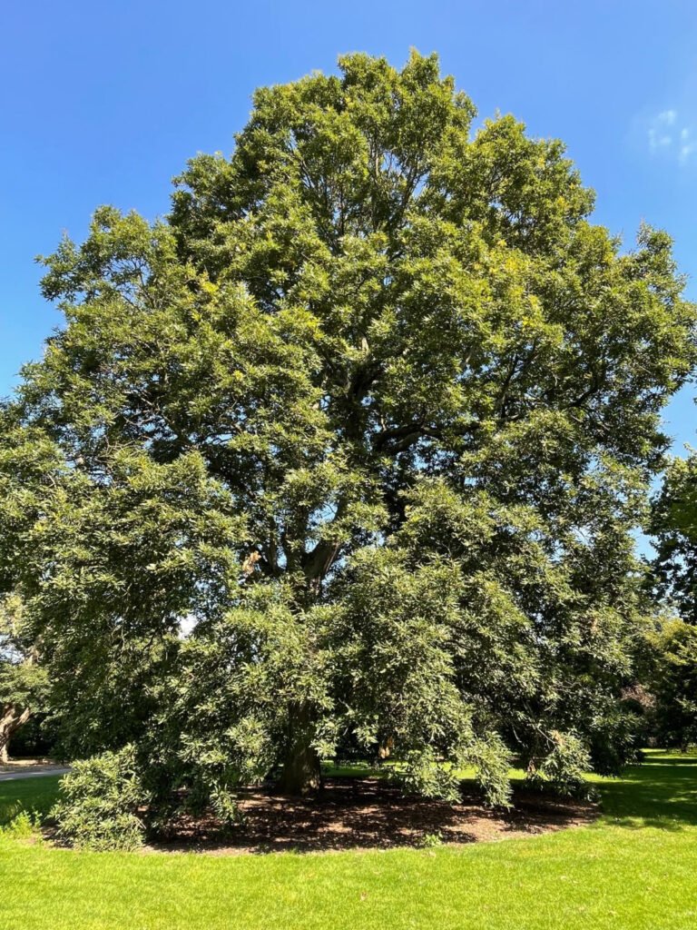 Sessile Oak - Quercus petraea
