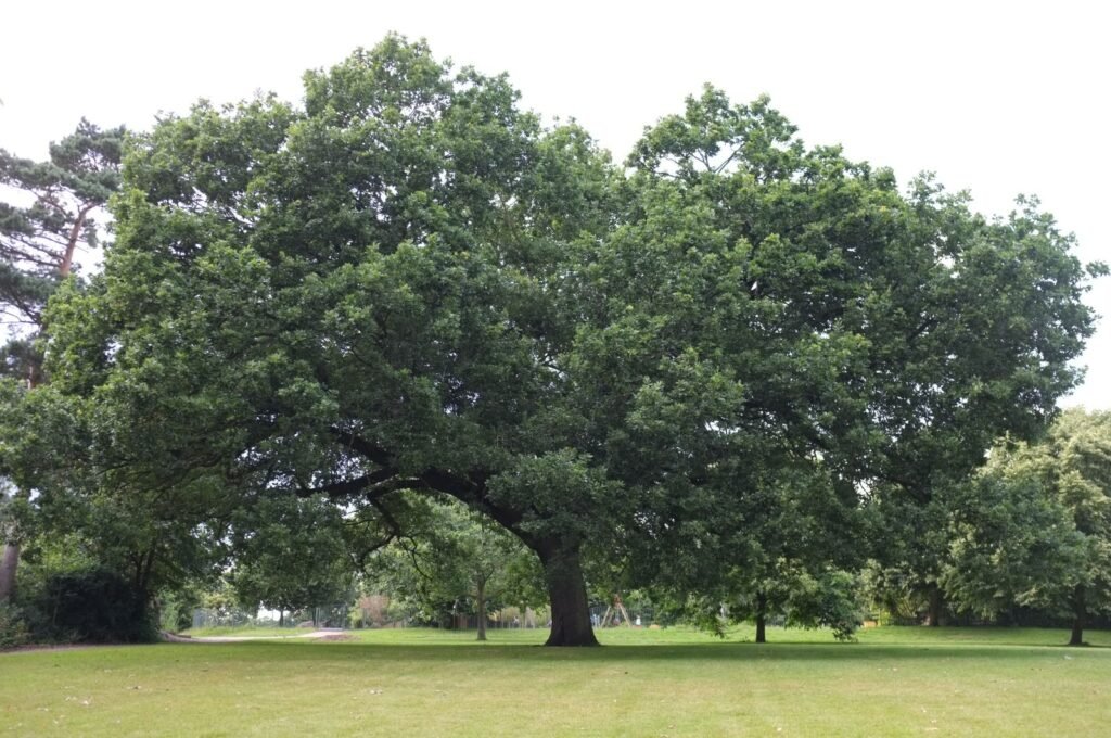 Downy Oak - Quercus pubescens