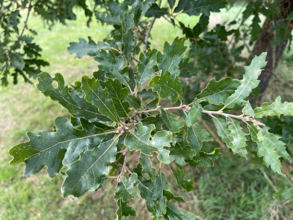Downy Oak - Quercus pubescens
