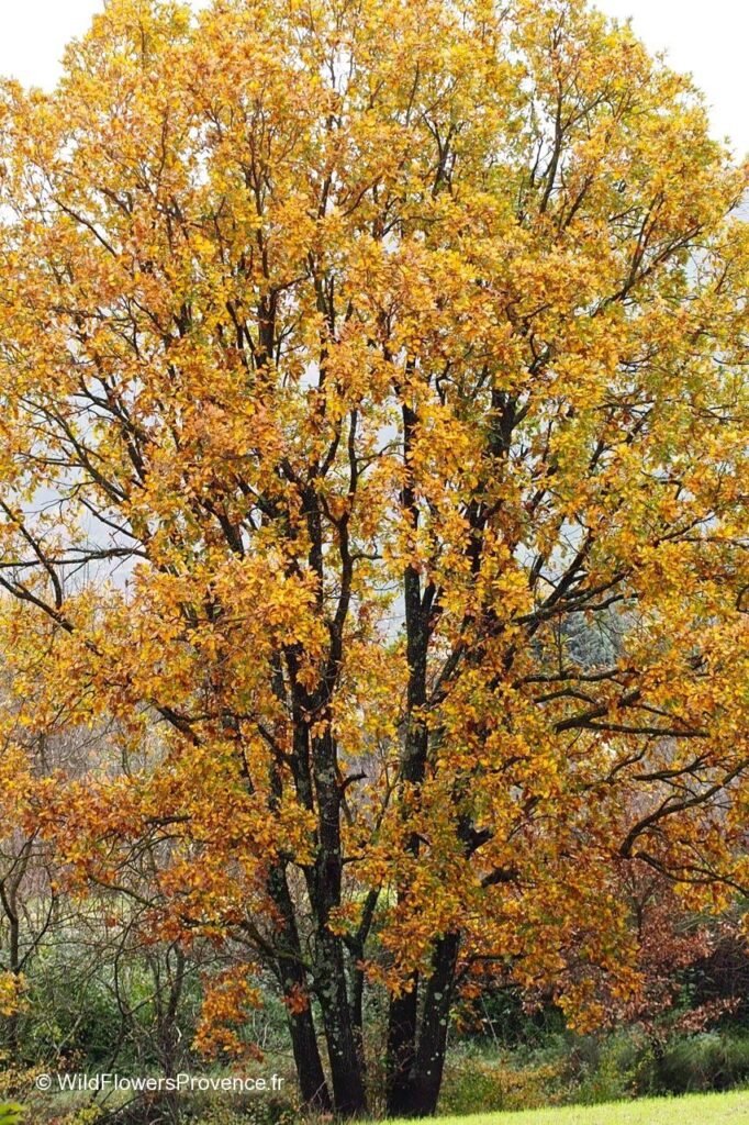 Downy Oak - Quercus pubescens