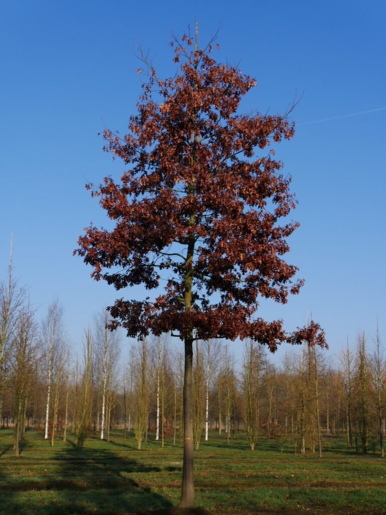Scarlet Oak - Quercus coccinea