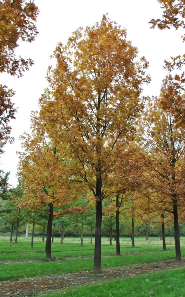 Hungarian Oak - Quercus frainetto