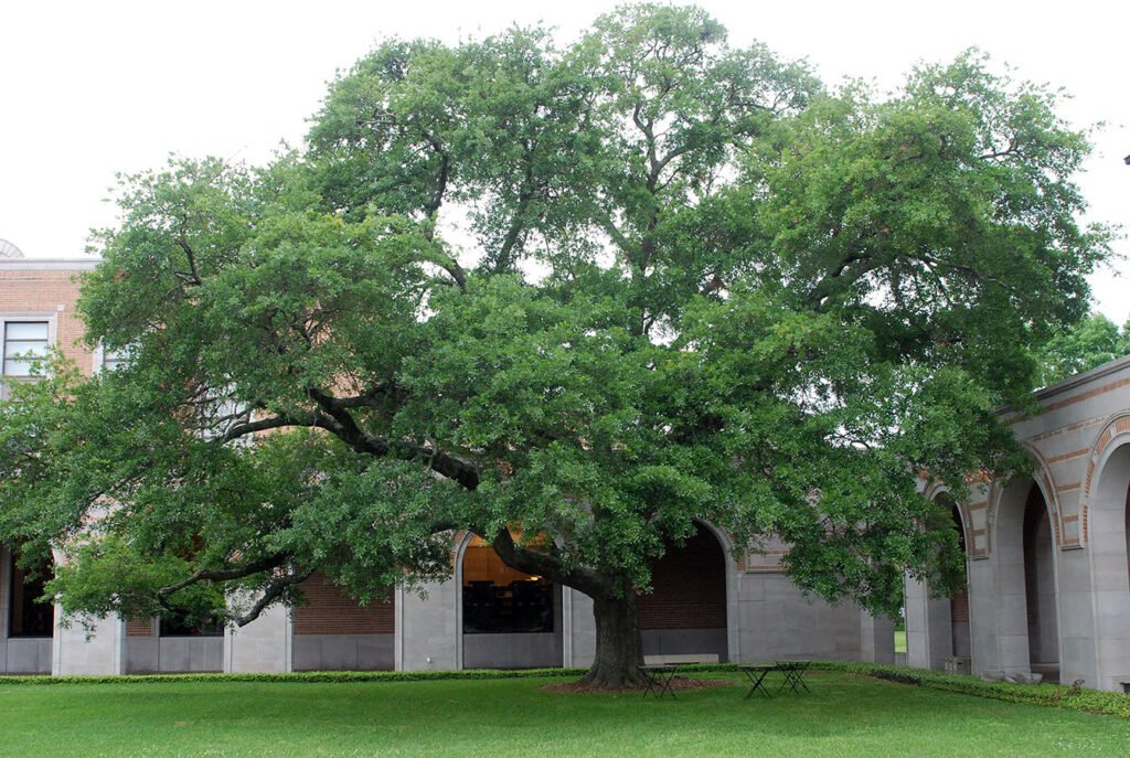 Water Oak - Quercus nigra