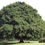 How to grow Sessile Oak (Quercus petraea)