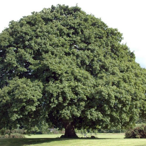 How to grow Sessile Oak (Quercus petraea)