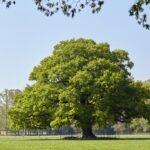 How to grow Pedunculate Oak (Quercus robur)