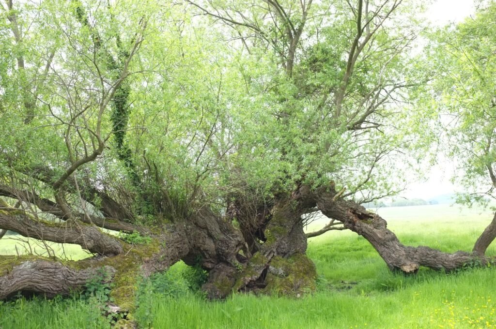 White Willow - Salix alba