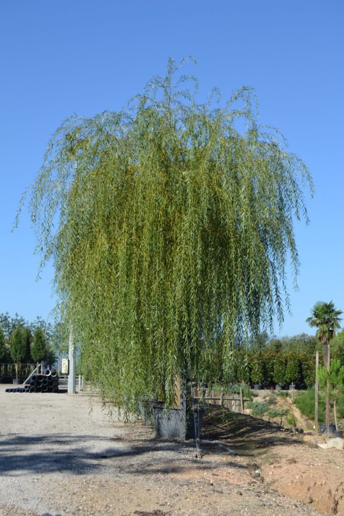 Golden Willow - Salix alba Vitellina
