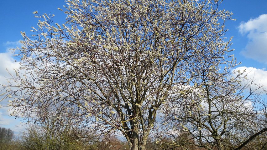 Goat Willow - Salix caprea