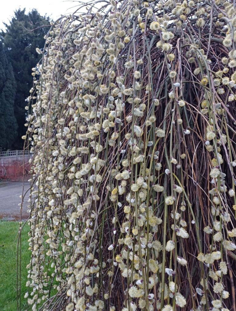 Goat Willow - Salix caprea