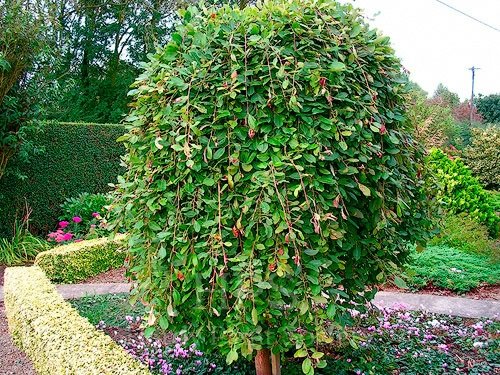 Goat Willow - Salix caprea