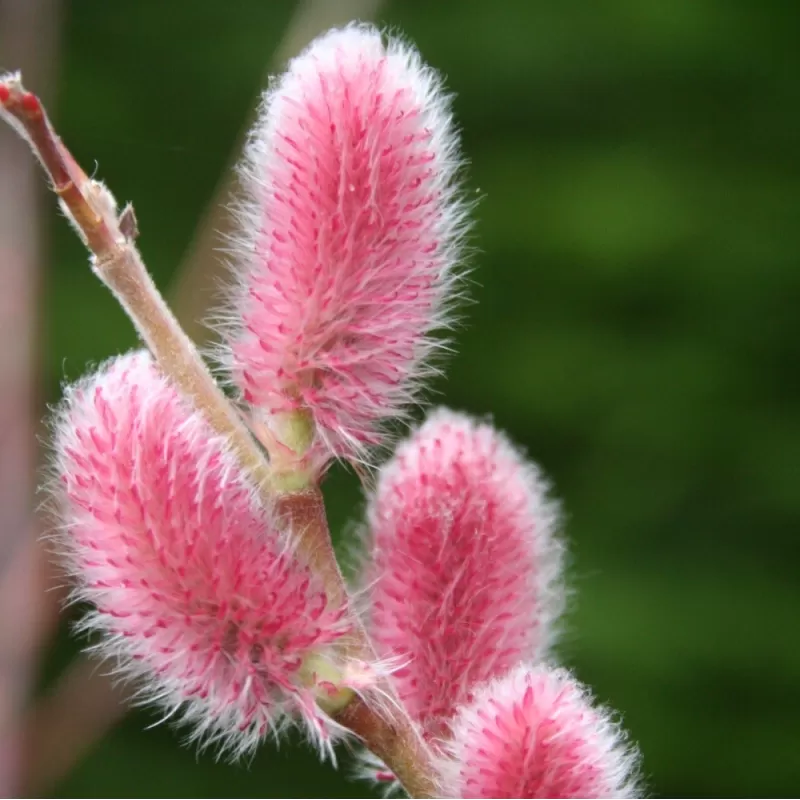 Japanese Pussy Willow - Salix gracilistyla MOUNT ASO