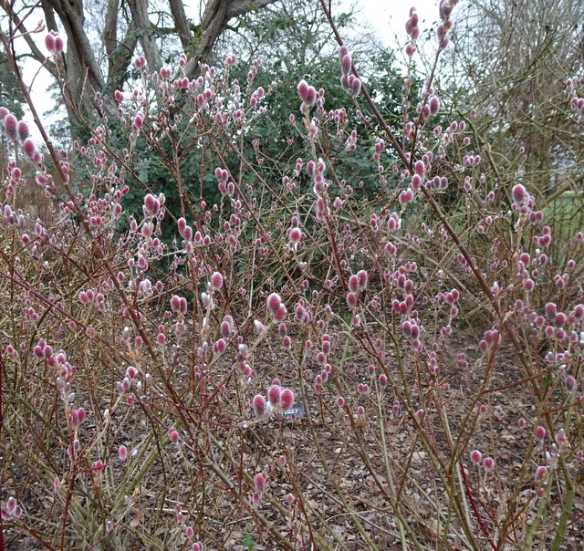 Japanese Pussy Willow - Salix gracilistyla MOUNT ASO