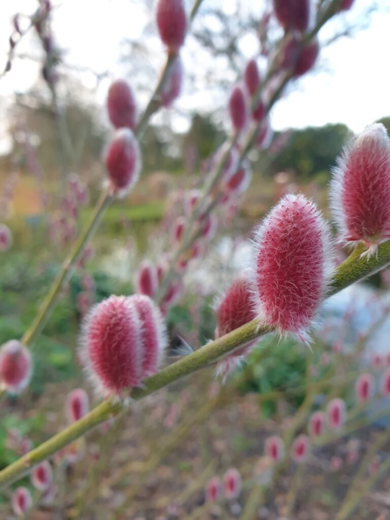 Japanese Pussy Willow - Salix gracilistyla MOUNT ASO