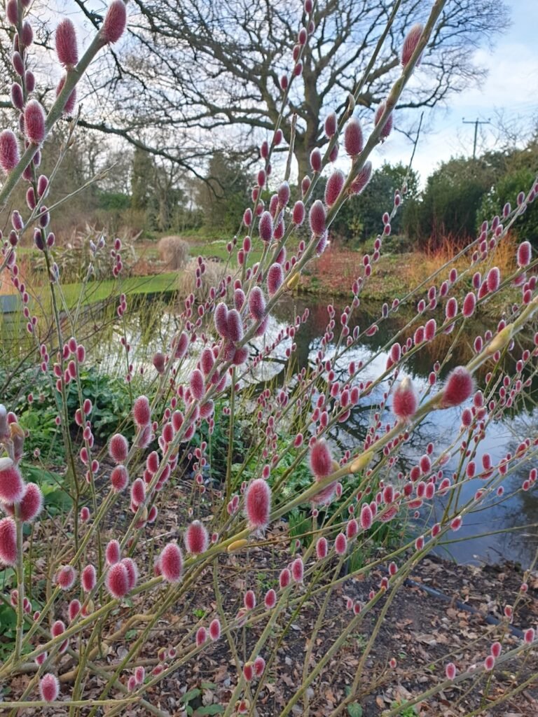 Japanese Pussy Willow - Salix gracilistyla MOUNT ASO